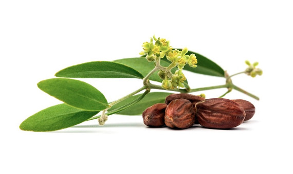 Uleiul de jojoba